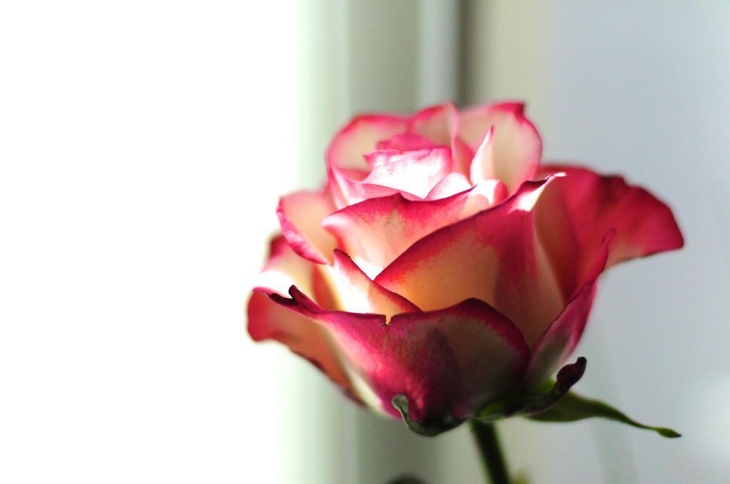B&B Val Des Roses Brugge Eksteriør billede